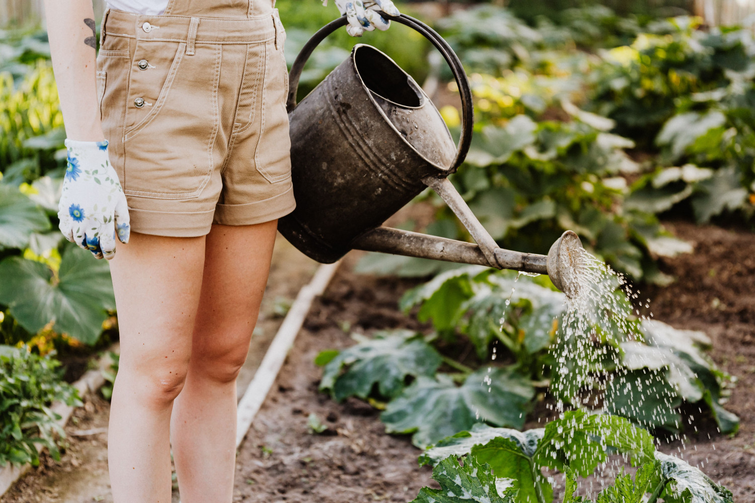 Quero ter minha hortinha em casa - Guia completo para uma horta de sucesso!