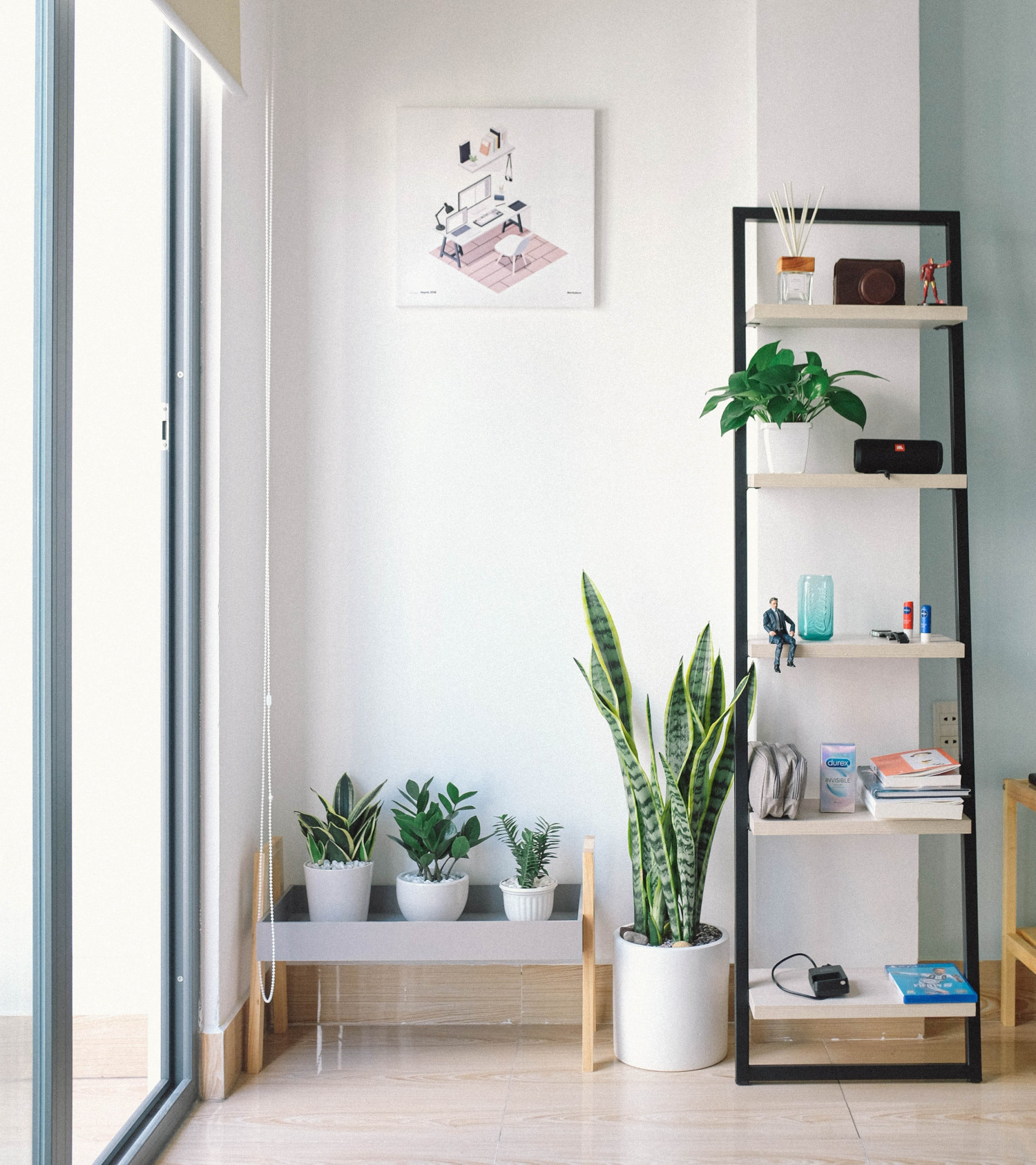 Como não se frustrar ao comprar plantas para áreas internas - conheça a importância da luz para a floração e crescimento!